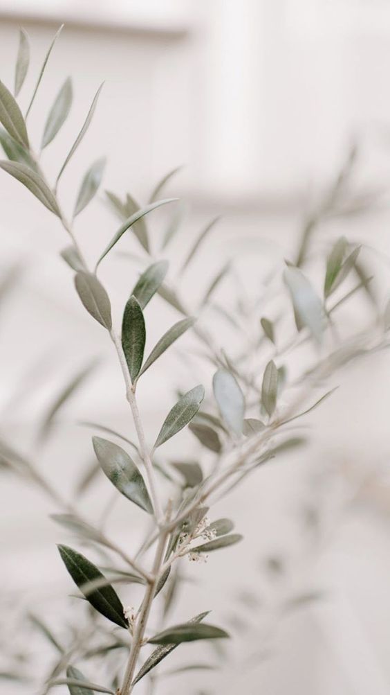Vine and Branch Esthetics in Kingwood, WV