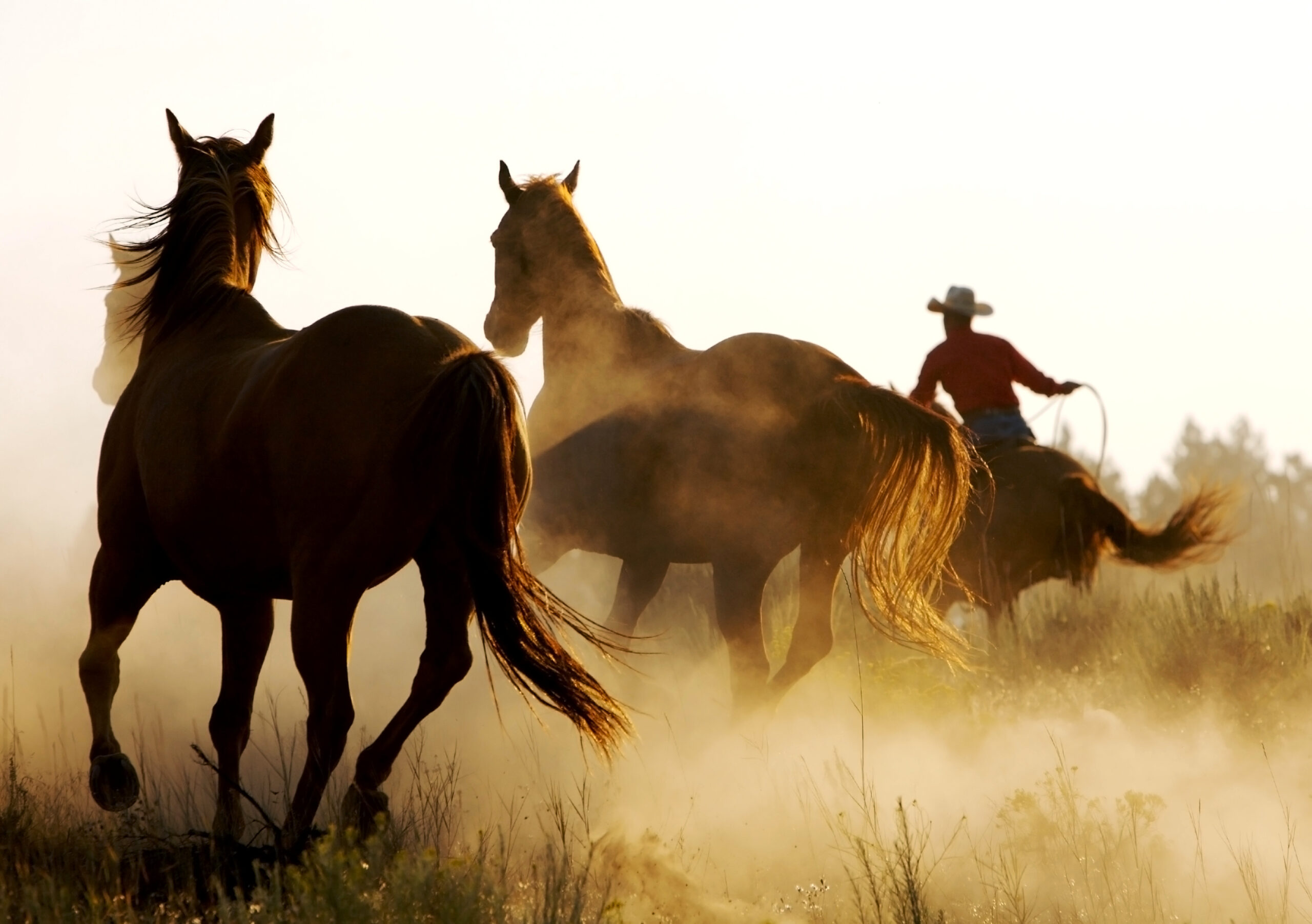 Superior Land & Homes in Nocona, TX (4)