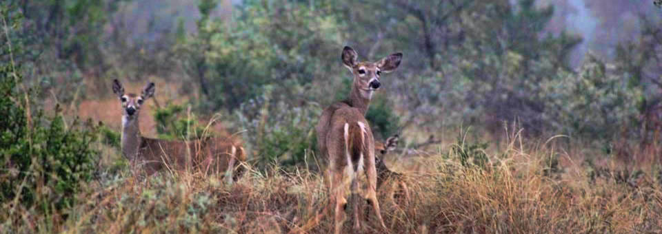 Tejas Properties Inc in Brackettville, TX (2)