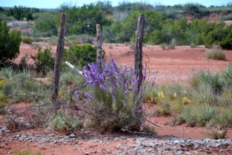 Tejas Properties Inc in Brackettville, TX (4)