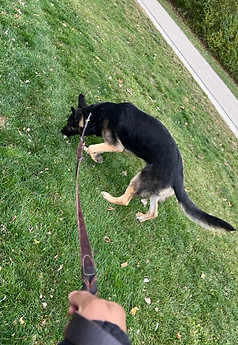 Tamed Tail in Lincolnwood, IL (5)