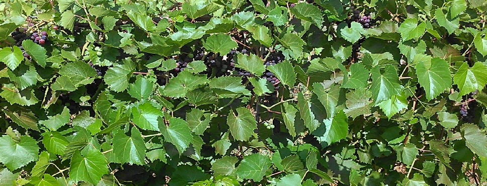 Rushford Meadery and Winery in Omro, WI