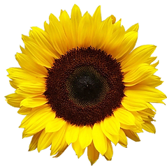 Sunshine Nail & Spa in Hatboro, PA