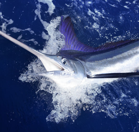 Marlin Title Agency in Safety Harbor, FL (3)