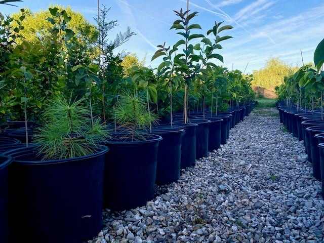 Leaves for Wildlife Native Plant Nursery in Sunbury, OH
