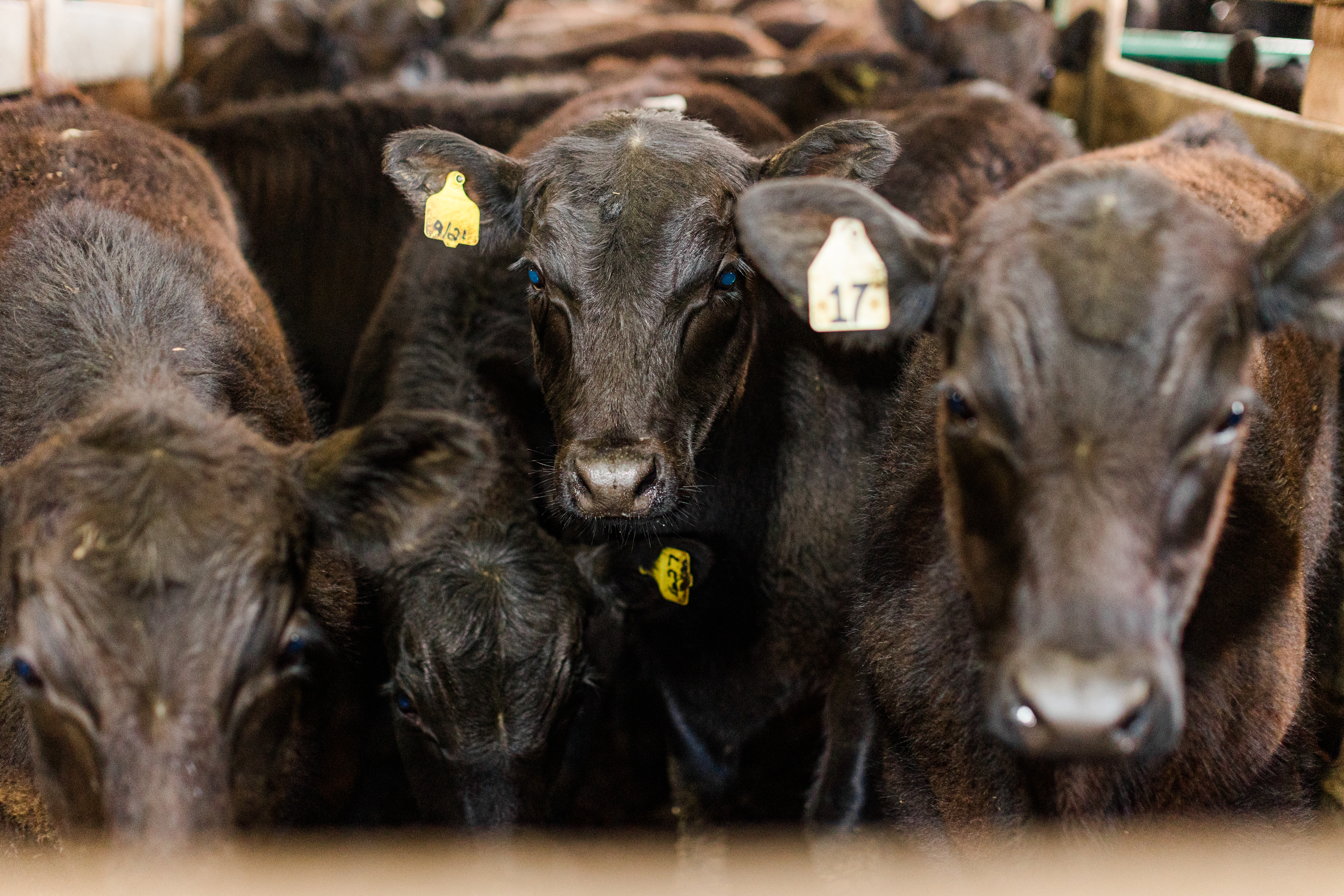 South Branch Valley Stockyards LLC in Moorefield, WV