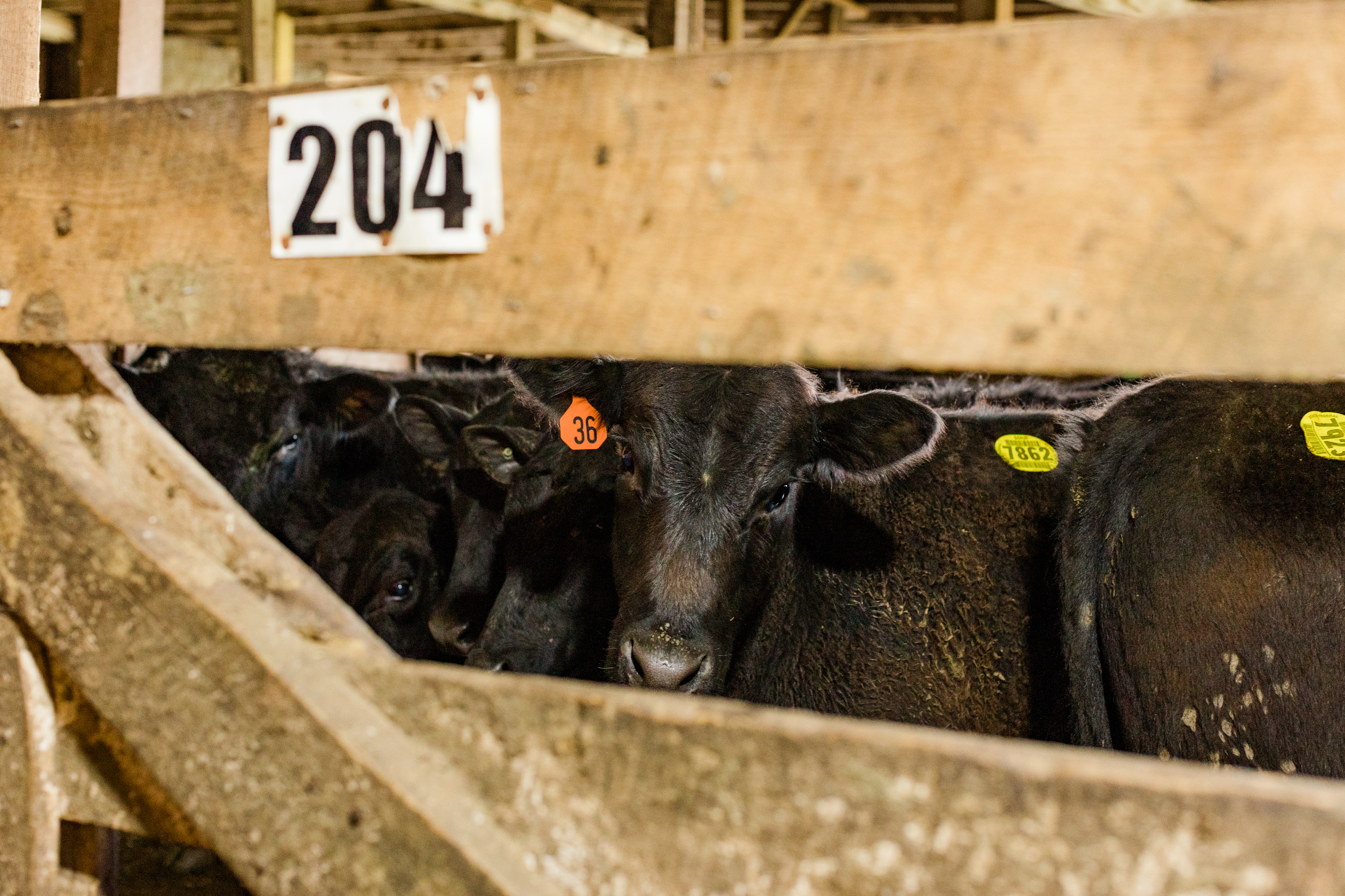 South Branch Valley Stockyards LLC in Moorefield, WV (2)