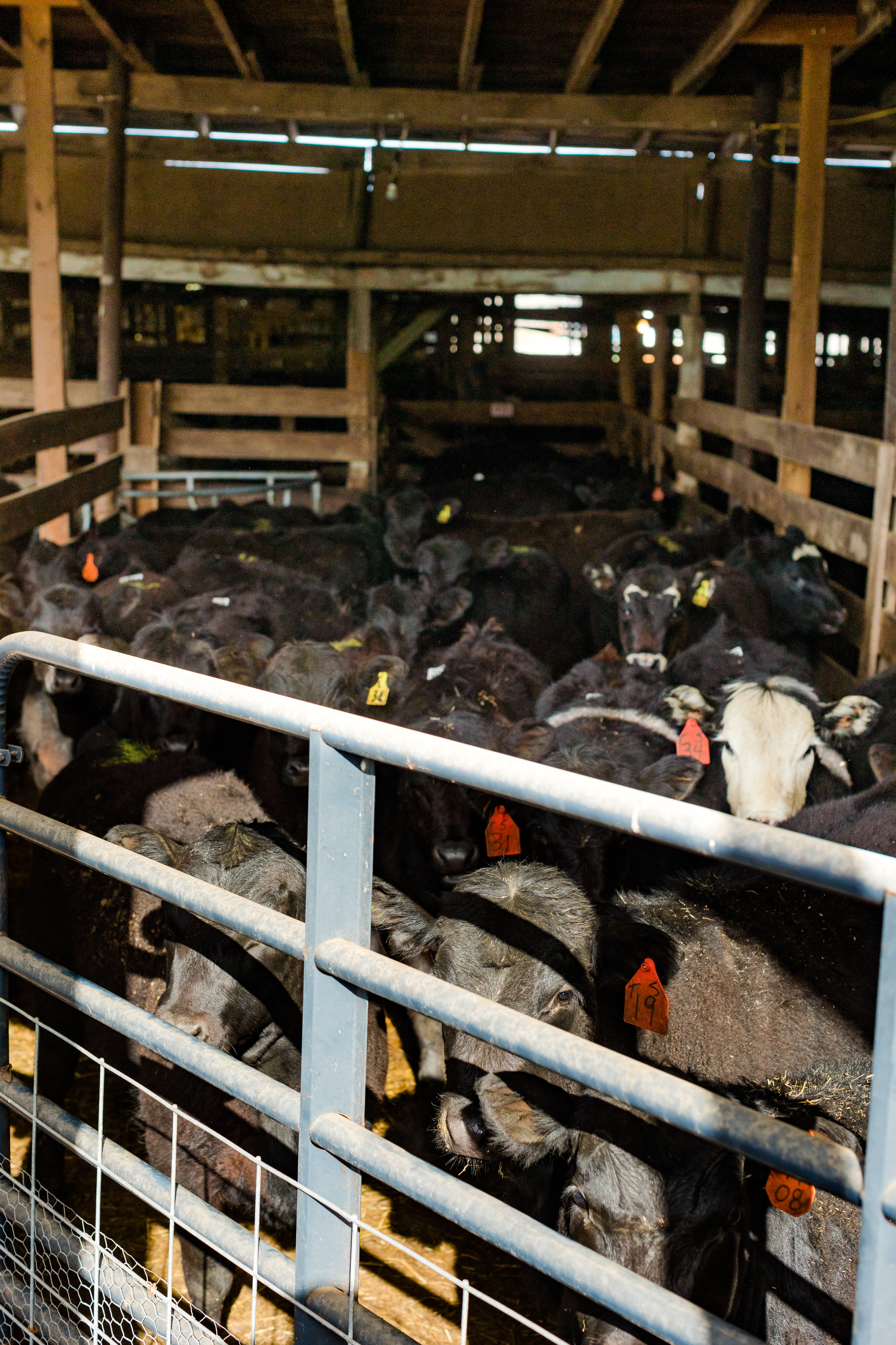 South Branch Valley Stockyards LLC in Moorefield, WV (3)
