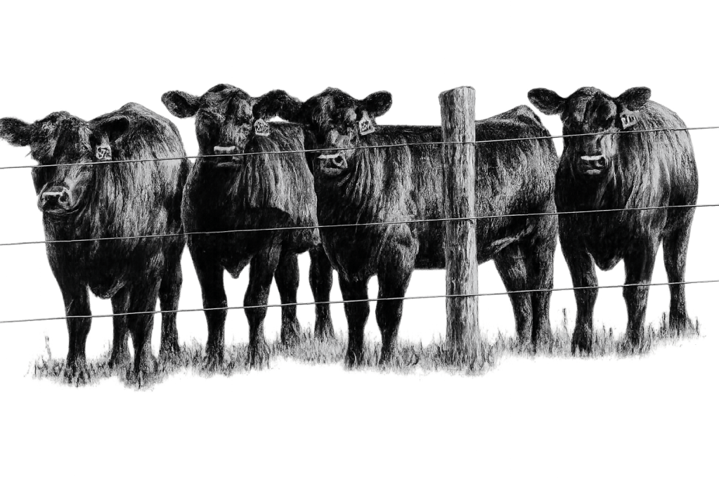 South Branch Valley Stockyards LLC in Moorefield, WV (4)