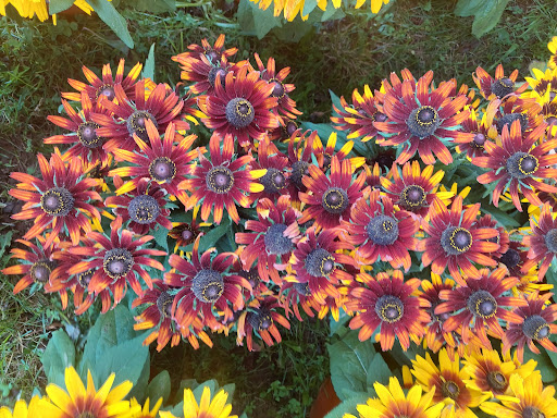 Dutch Country Farm Market in Spring City, PA (6)
