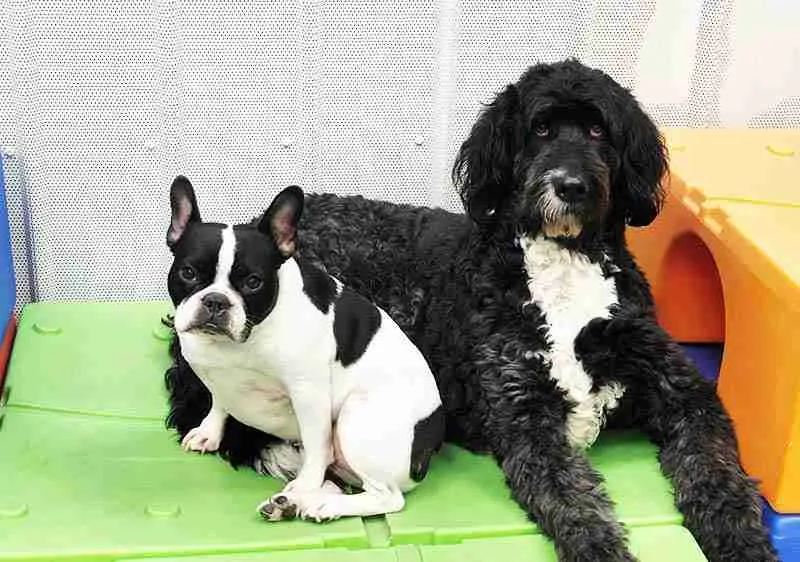 Karnik On Black - Dog Daycare, Boarding & Grooming in Waterville, OH (2)
