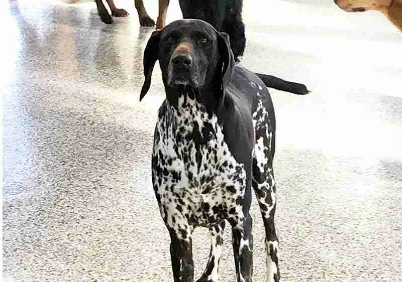 Karnik On Black - Dog Daycare, Boarding & Grooming in Waterville, OH (3)