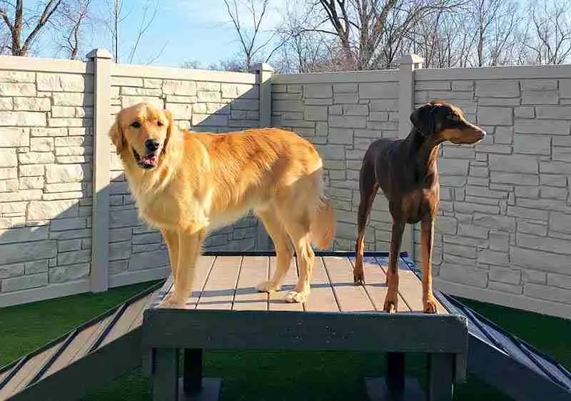 Karnik On Black - Dog Daycare, Boarding & Grooming in Waterville, OH (4)