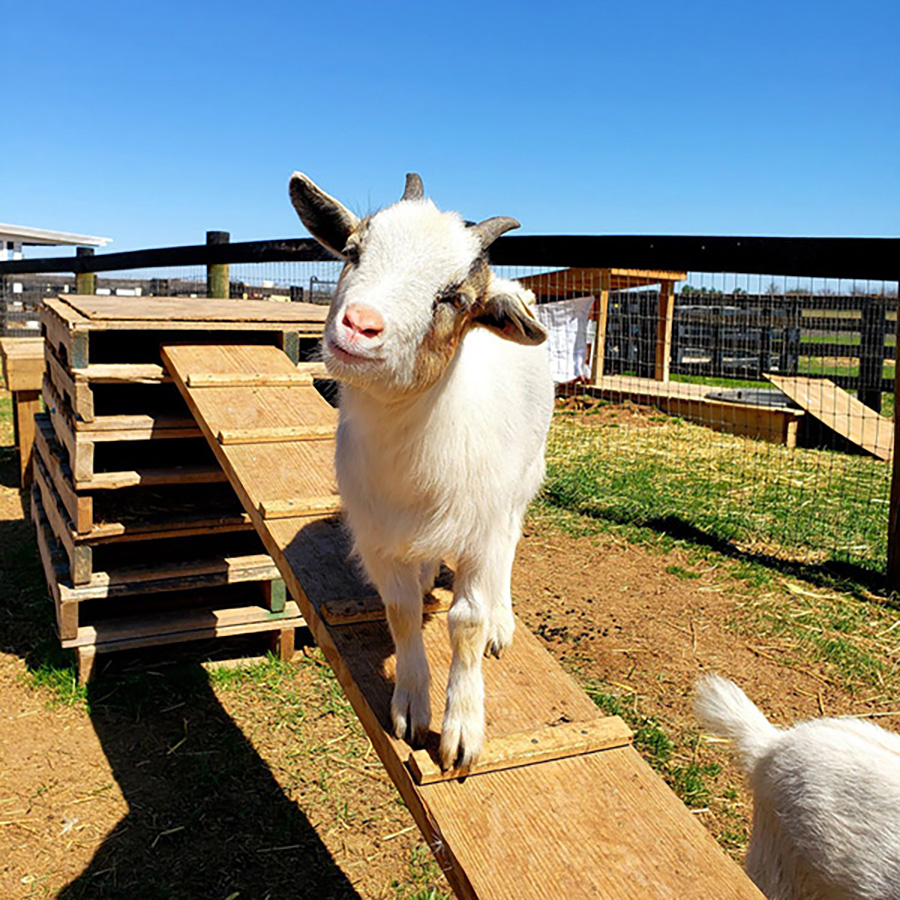 Orr's Farm Market in Martinsburg, WV (6)
