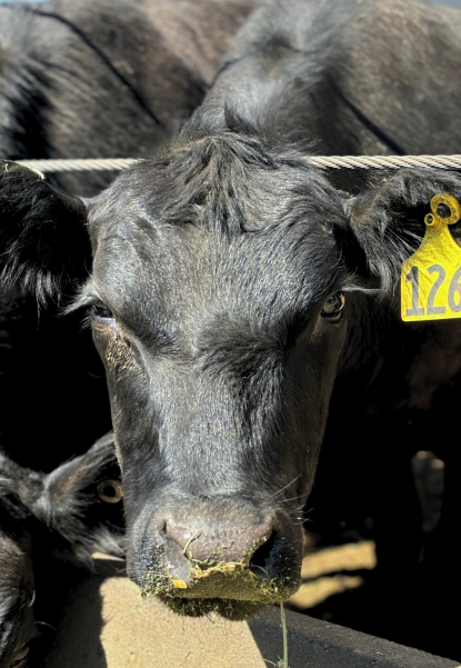 Harris Beef cattle receiving in Selma, CA (2)