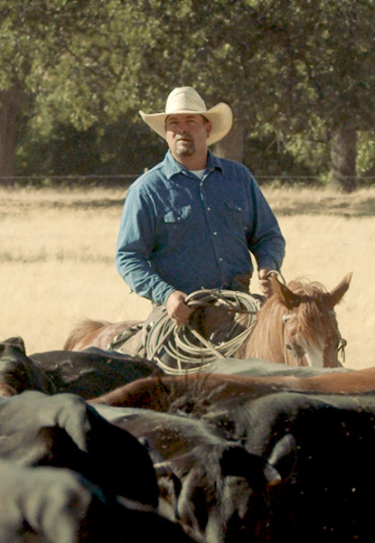 Harris Beef cattle receiving in Selma, CA (3)
