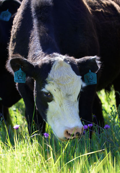 Harris Beef cattle receiving in Selma, CA (4)