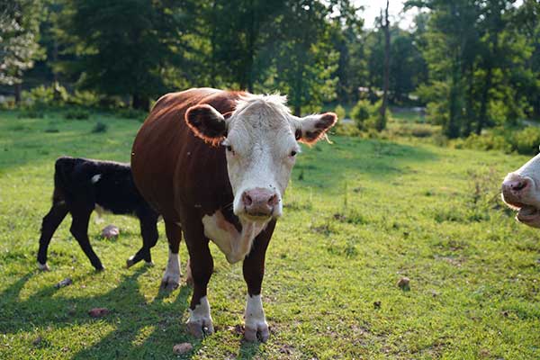 Fat Ass Heifer Cidery in Campobello, SC (4)