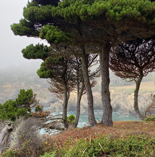 Sarah Rossetto Realtor in Fort Bragg, CA (3)