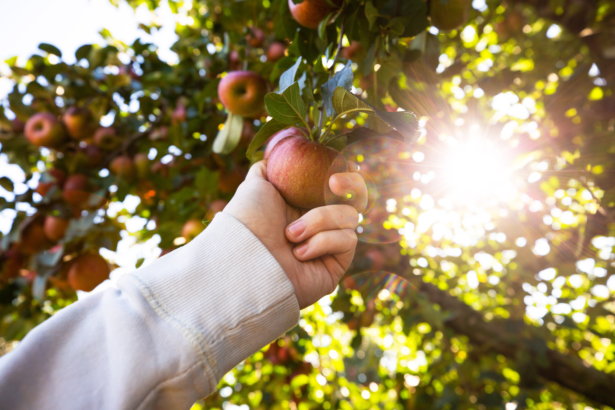 Showalter’s Orchard & Greenhouse in Timberville, VA