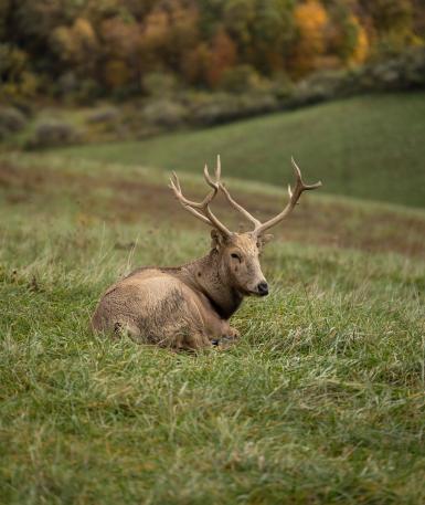 The Wilds in Cumberland, OH (6)