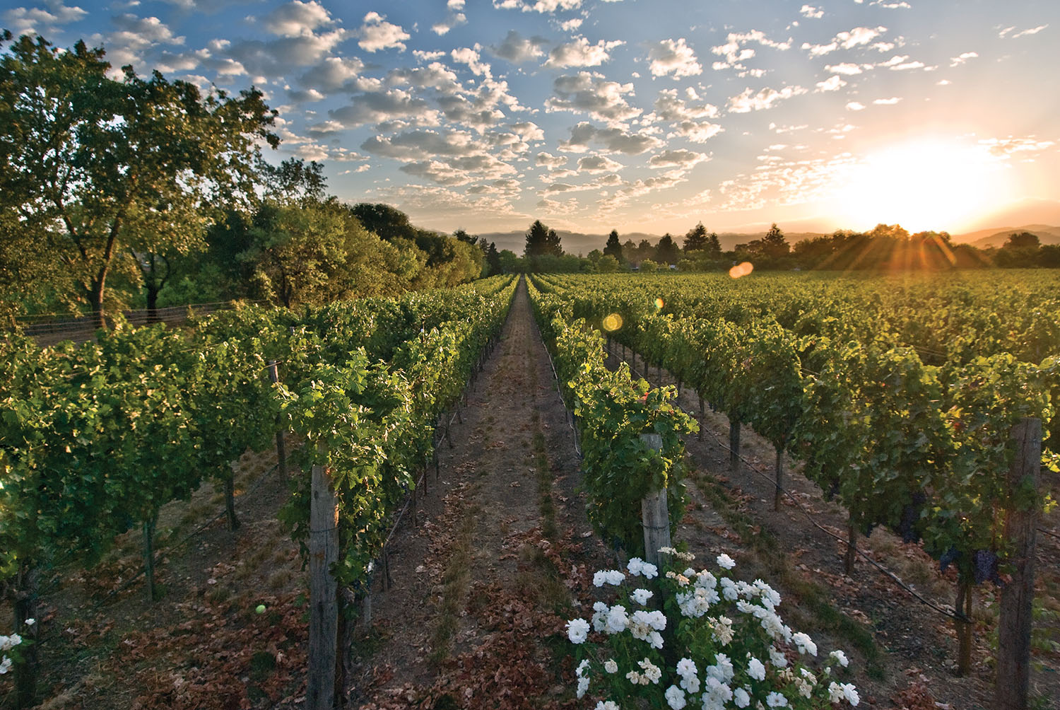 Black Stallion Estate Winery in Napa, CA (6)