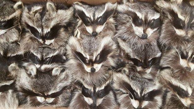 Wild Things Fur in La Farge, WI