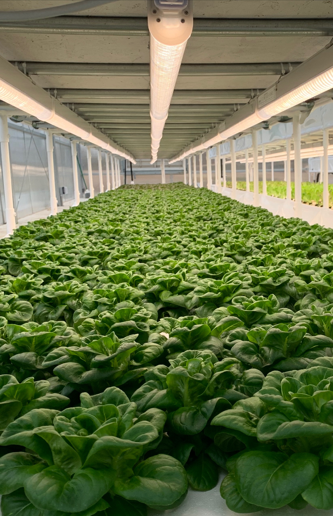 Bella Vita Farm, LLC in Brookeville, MD (2)
