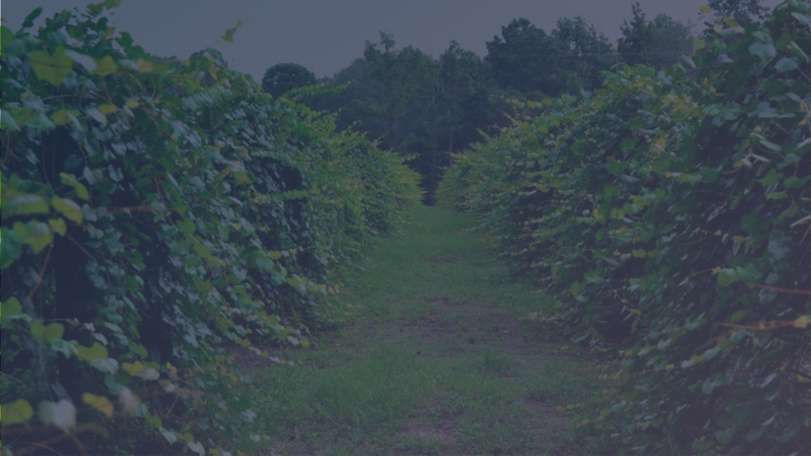 Watermelon Creek Vineyard in Glennville, GA (3)