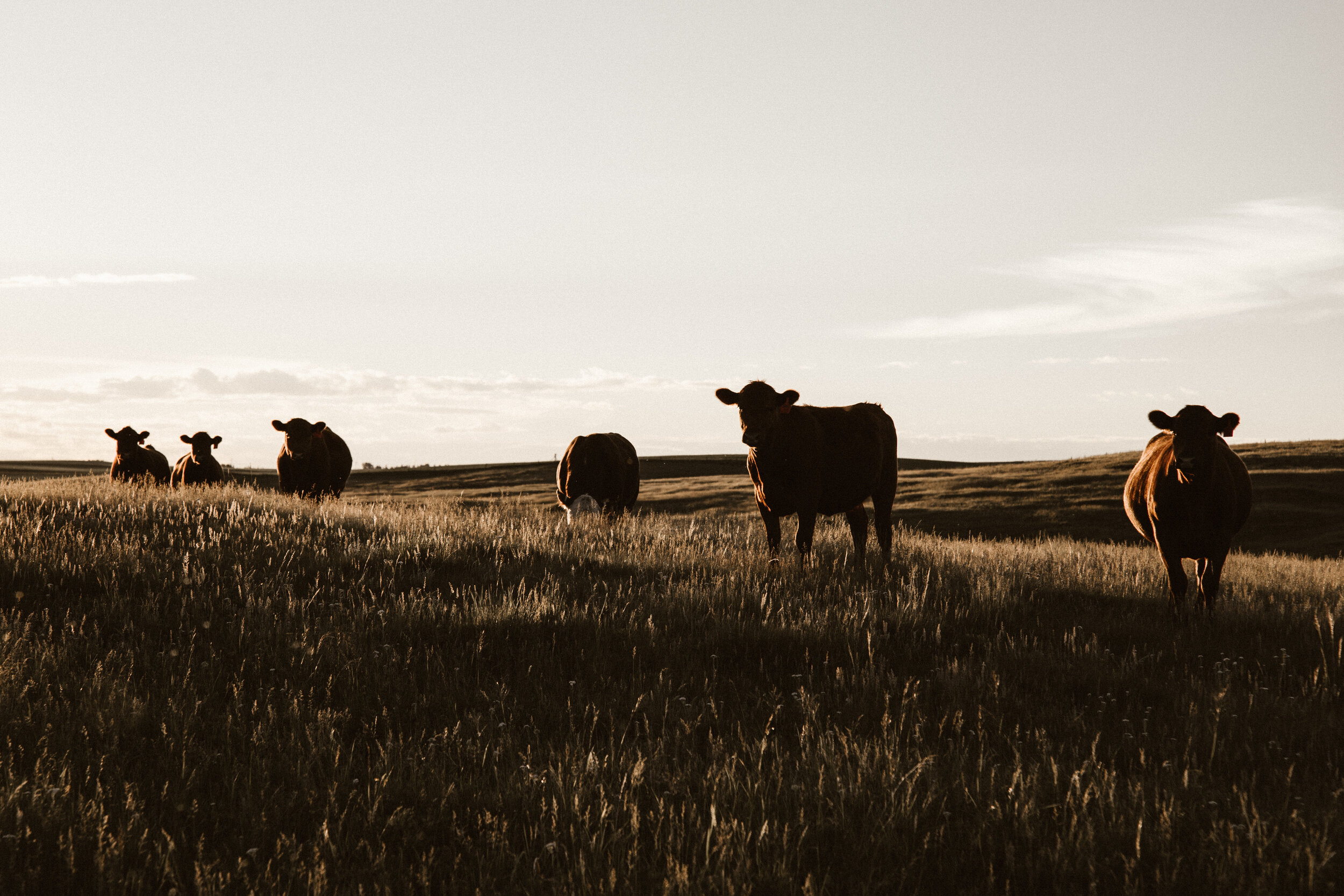 Rockafellow Law Firm, PLLC in Burnet, TX (3)