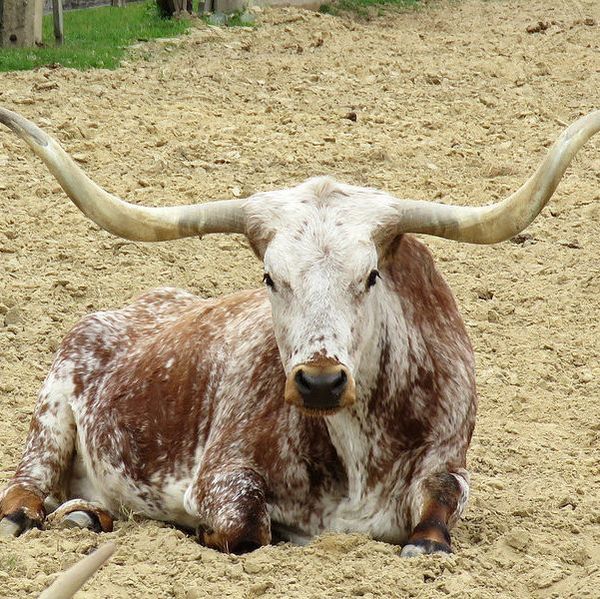 Janette Padgett Real Estate, LLC in Goldthwaite, TX (3)