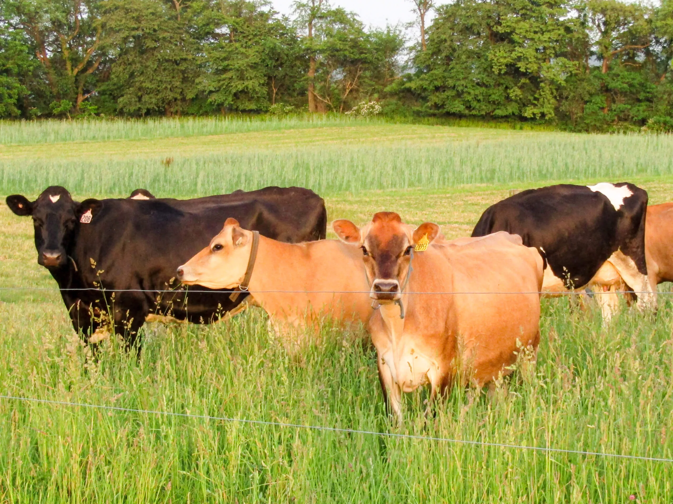 Bei Hollow Farm Raw Milk & Cheese in Elizabethville, PA (2)
