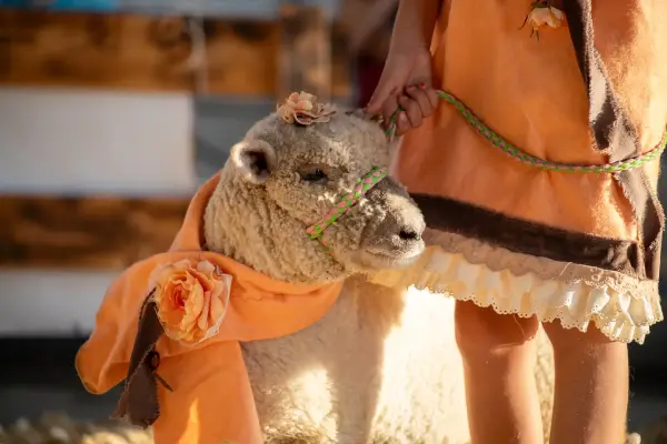 Wisconsin Sheep & Wool Festival in Jefferson, WI (4)