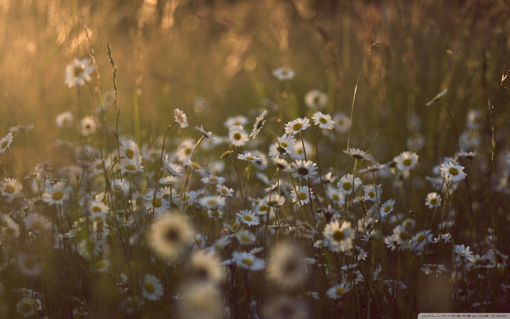 The Wildflower Beauty Co. in Cicero, IN