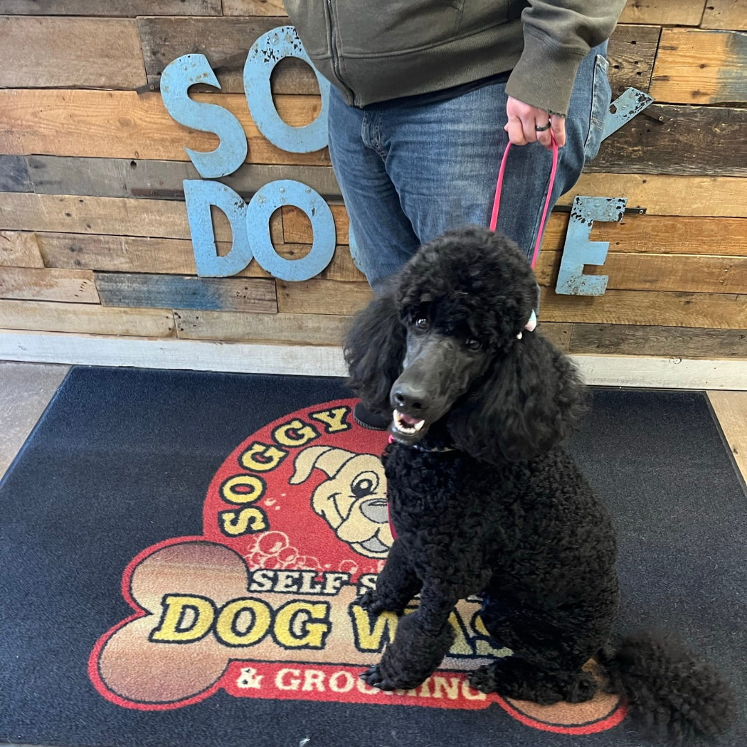 Soggy Doggie Spa & Resort in Waterford Township, MI (2)