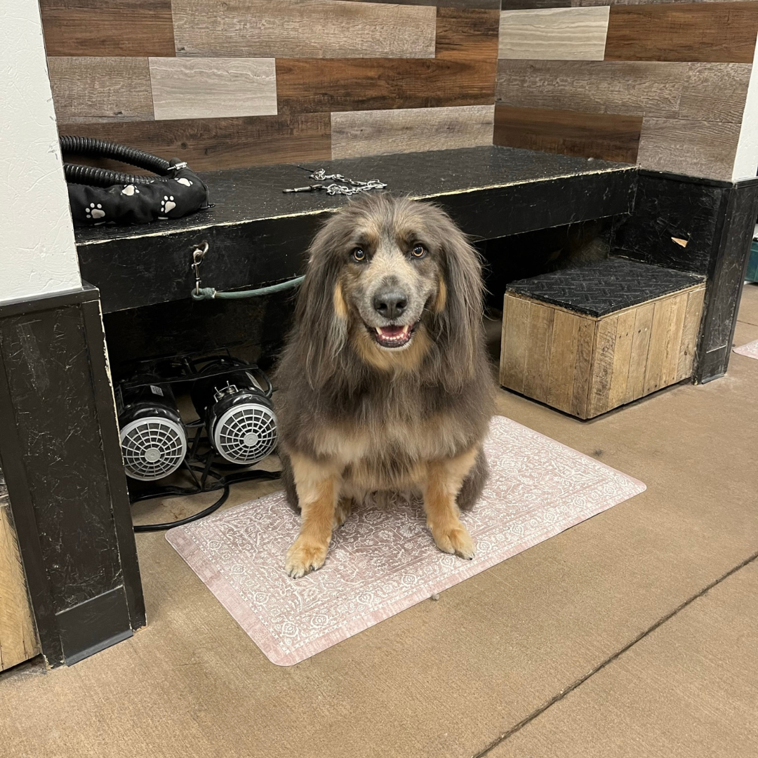 Soggy Doggie Spa & Resort in Waterford Township, MI (3)
