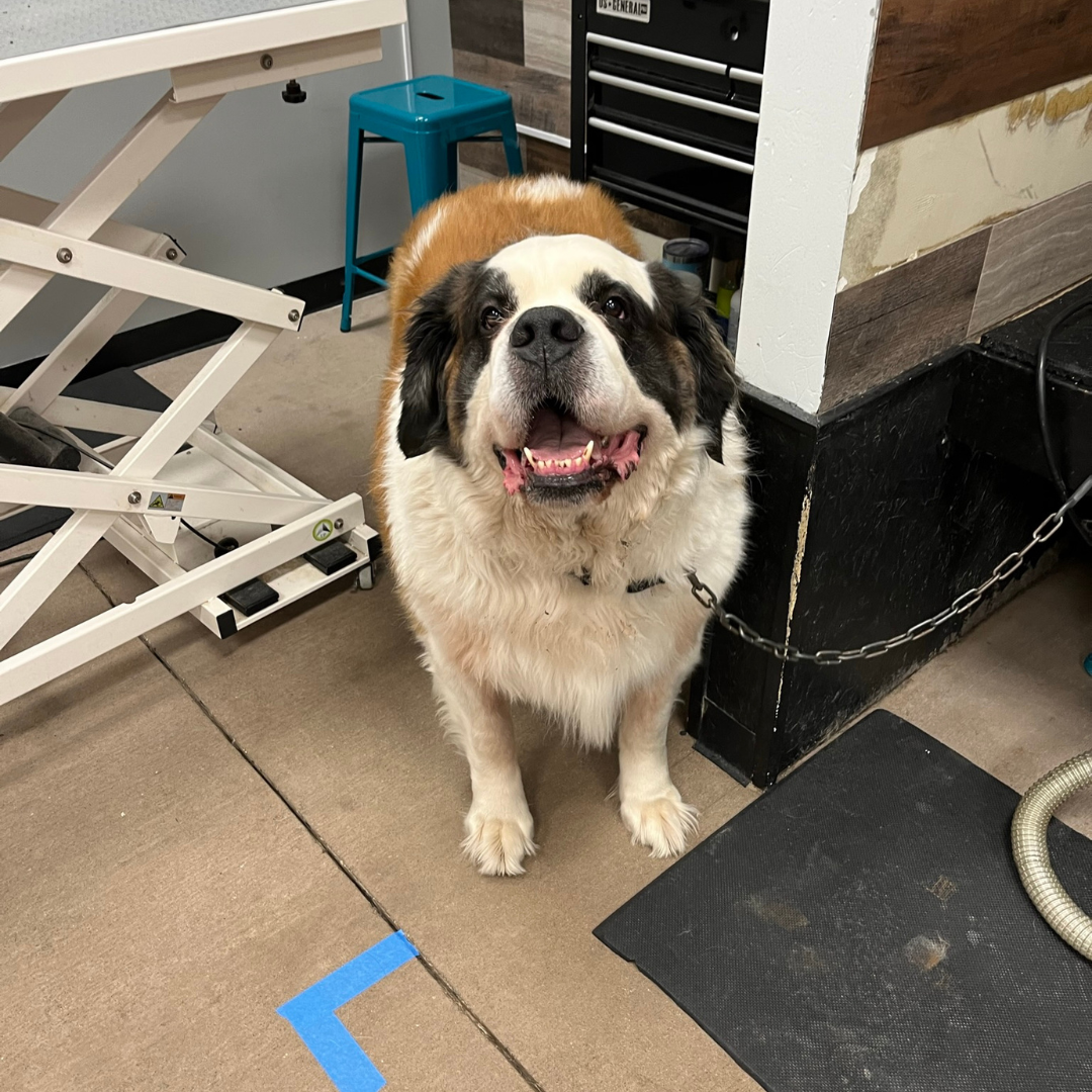 Soggy Doggie Spa & Resort in Waterford Township, MI (4)