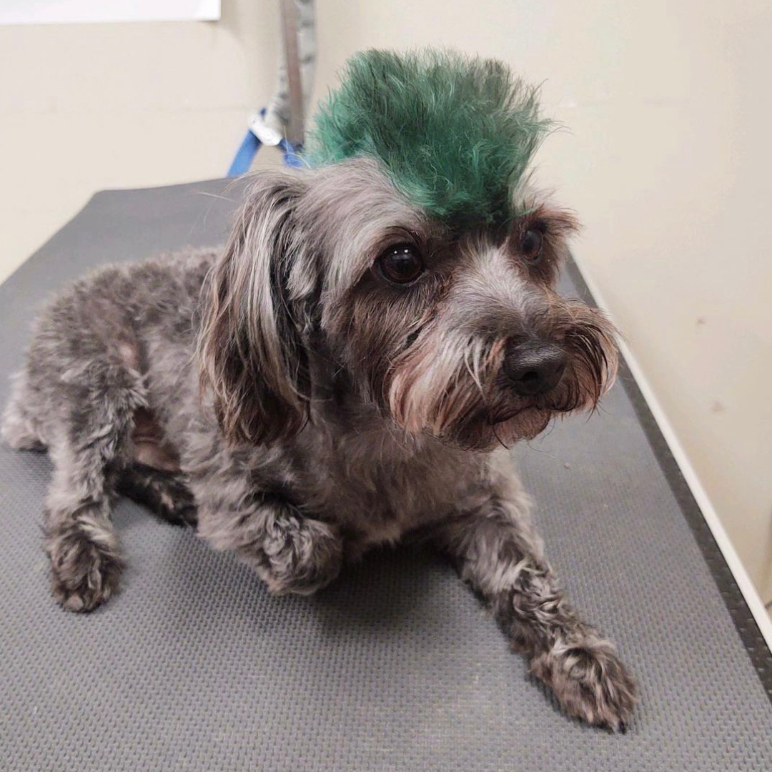 Soggy Doggie Spa & Resort in Waterford Township, MI (6)