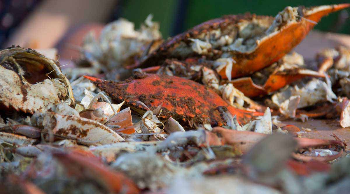 Crab & Cruise in Crisfield, MD (6)