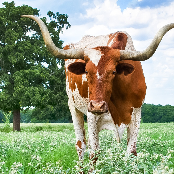 Thrive Realty | Leander Real Estate Agents in Leander, TX (2)