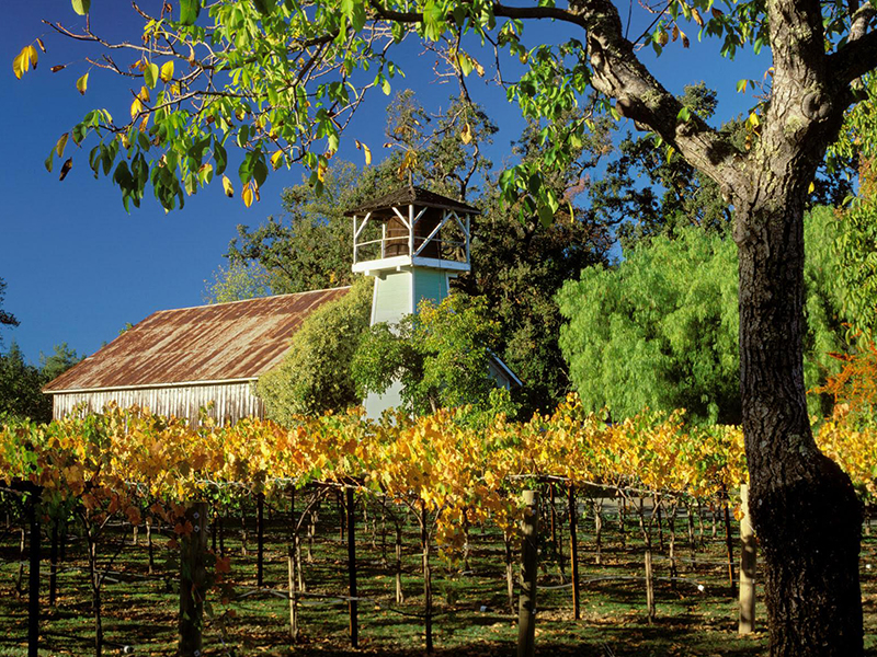Donna Hinds Realtor in Yountville, CA (2)