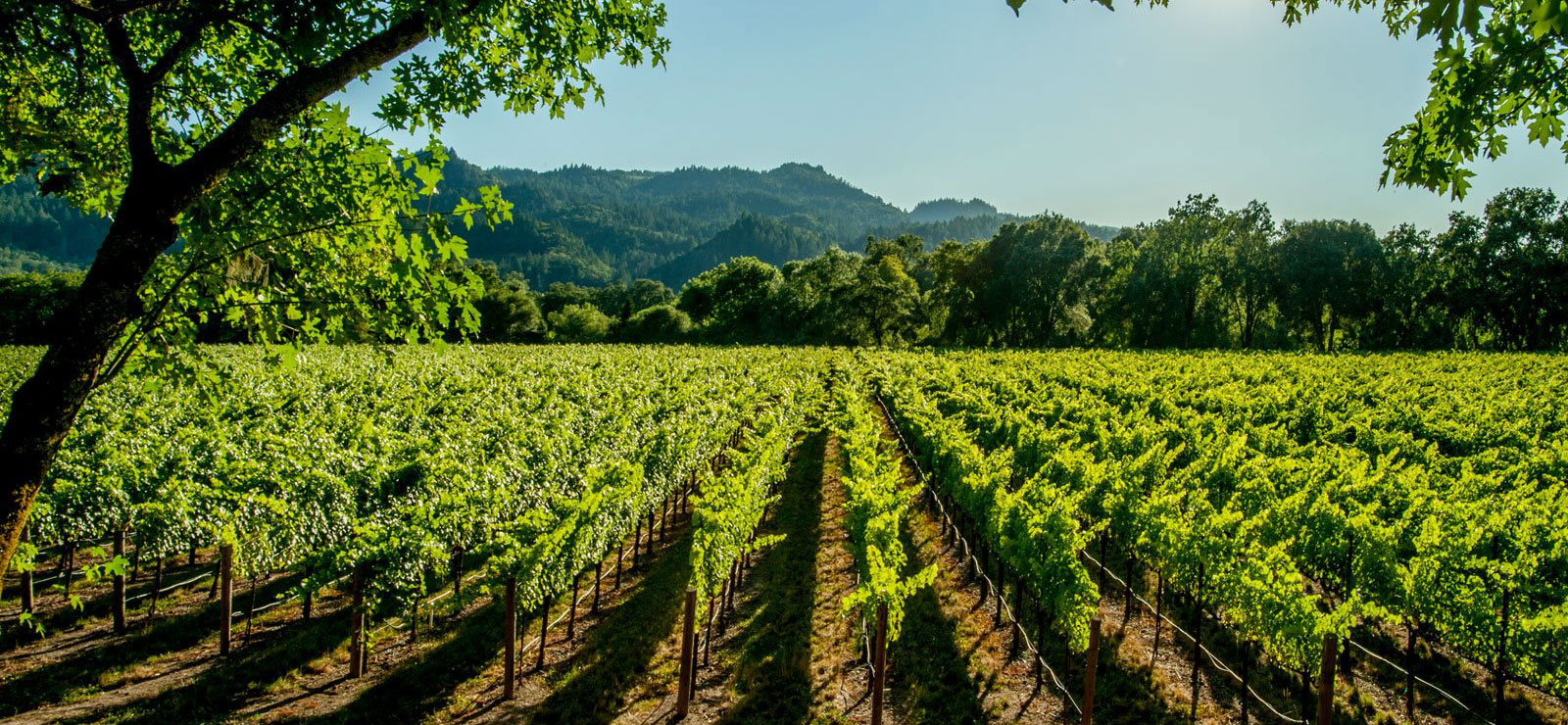Donna Hinds Realtor in Yountville, CA (4)
