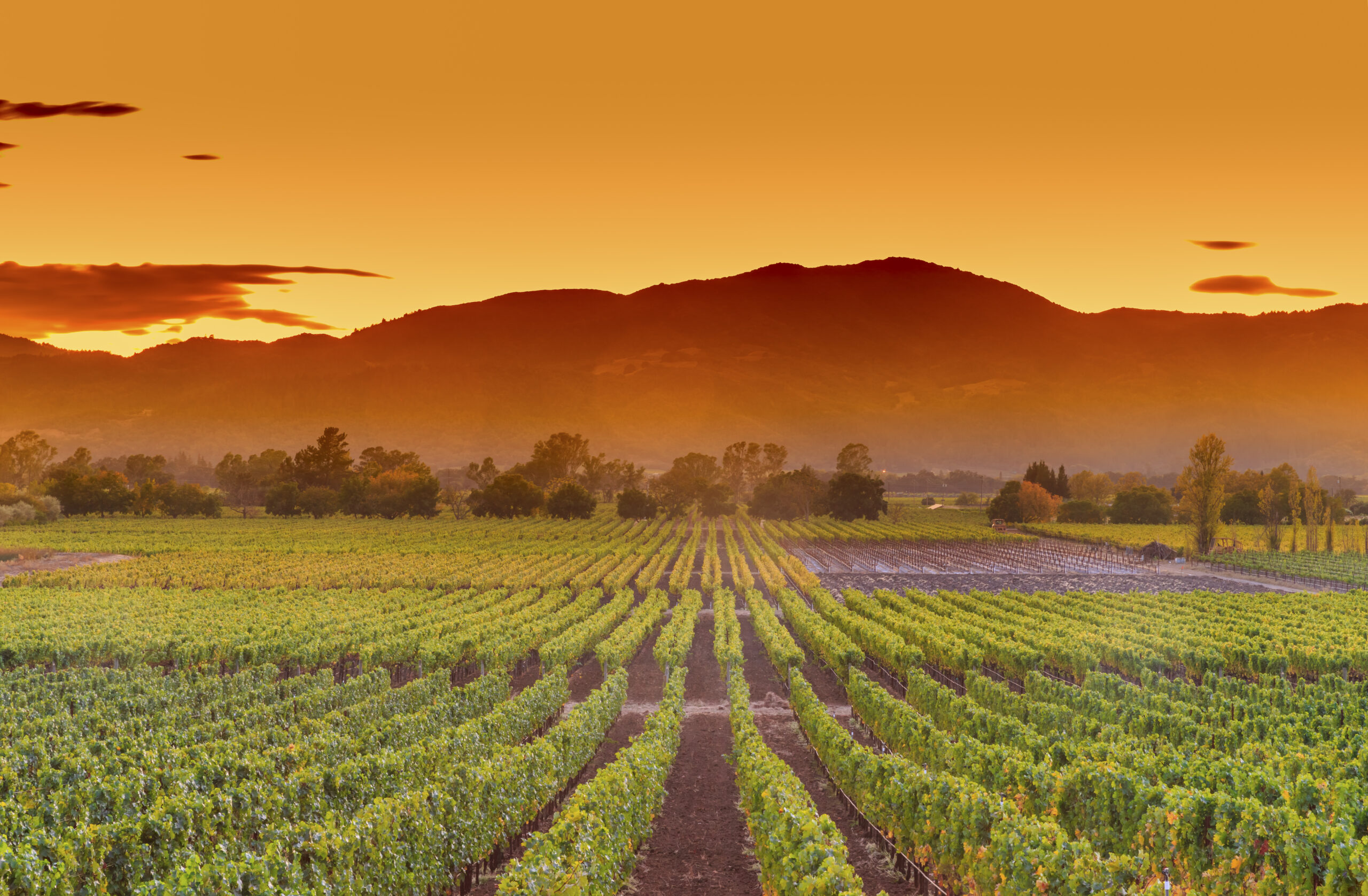 Buchalter in St Helena, CA