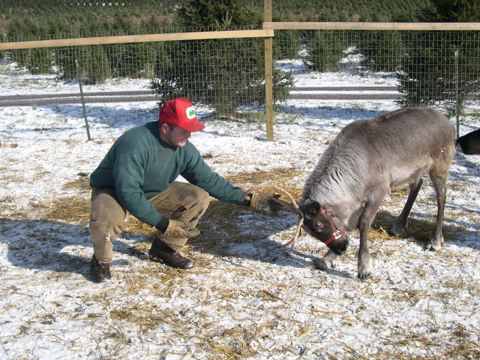 Galehouse Tree Farms in Doylestown, OH (2)