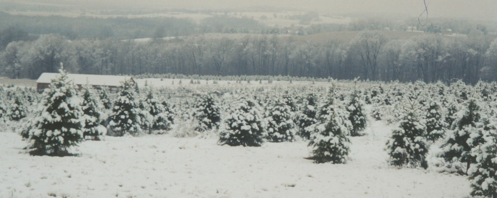 Galehouse Tree Farms in Doylestown, OH (6)