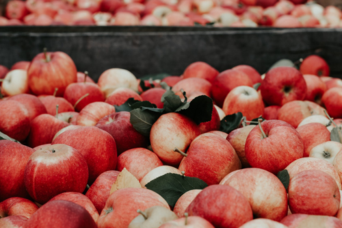 Panorama Orchards & Farm Market in Ellijay, GA (2)