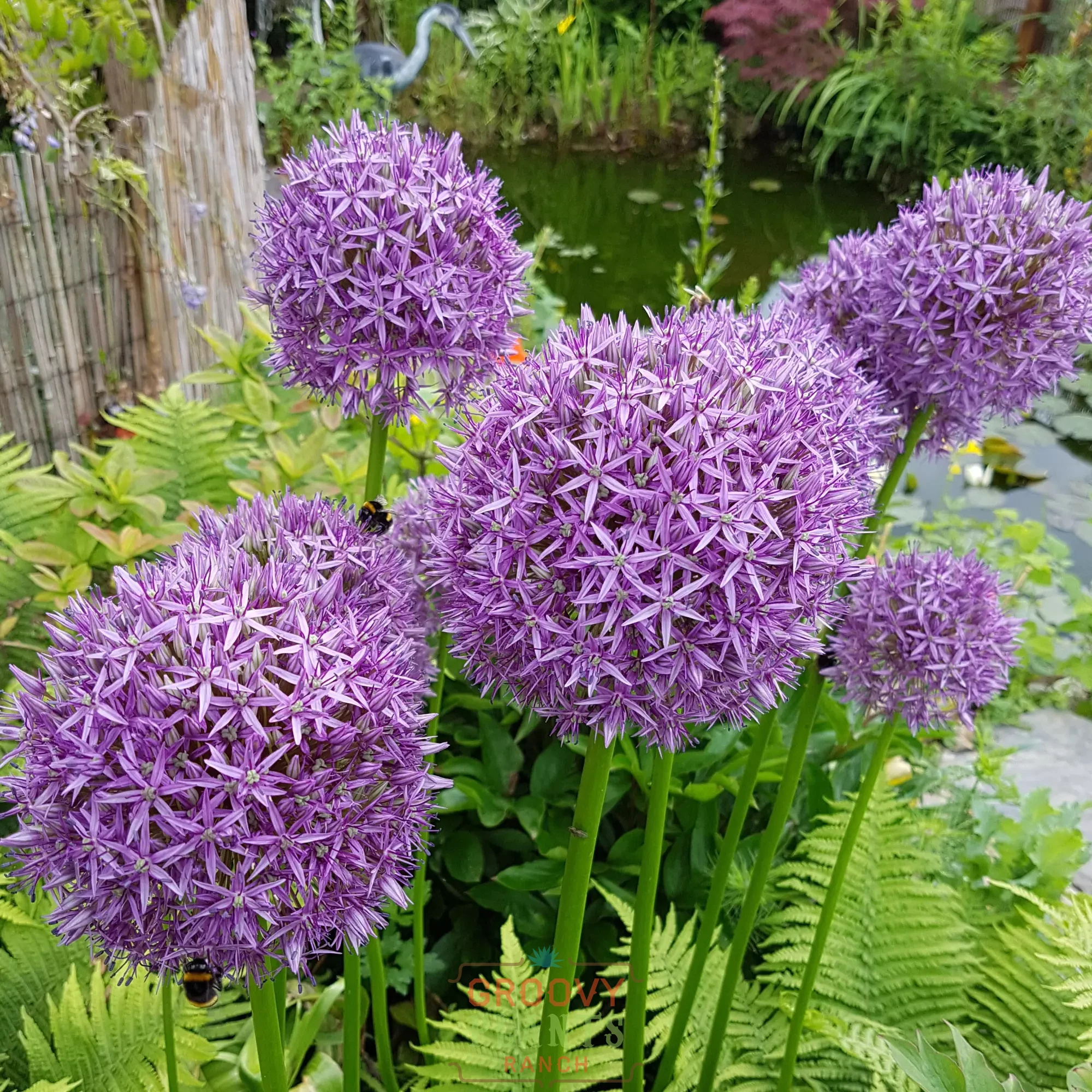 Groovy Plants Ranch in Marengo, OH (3)