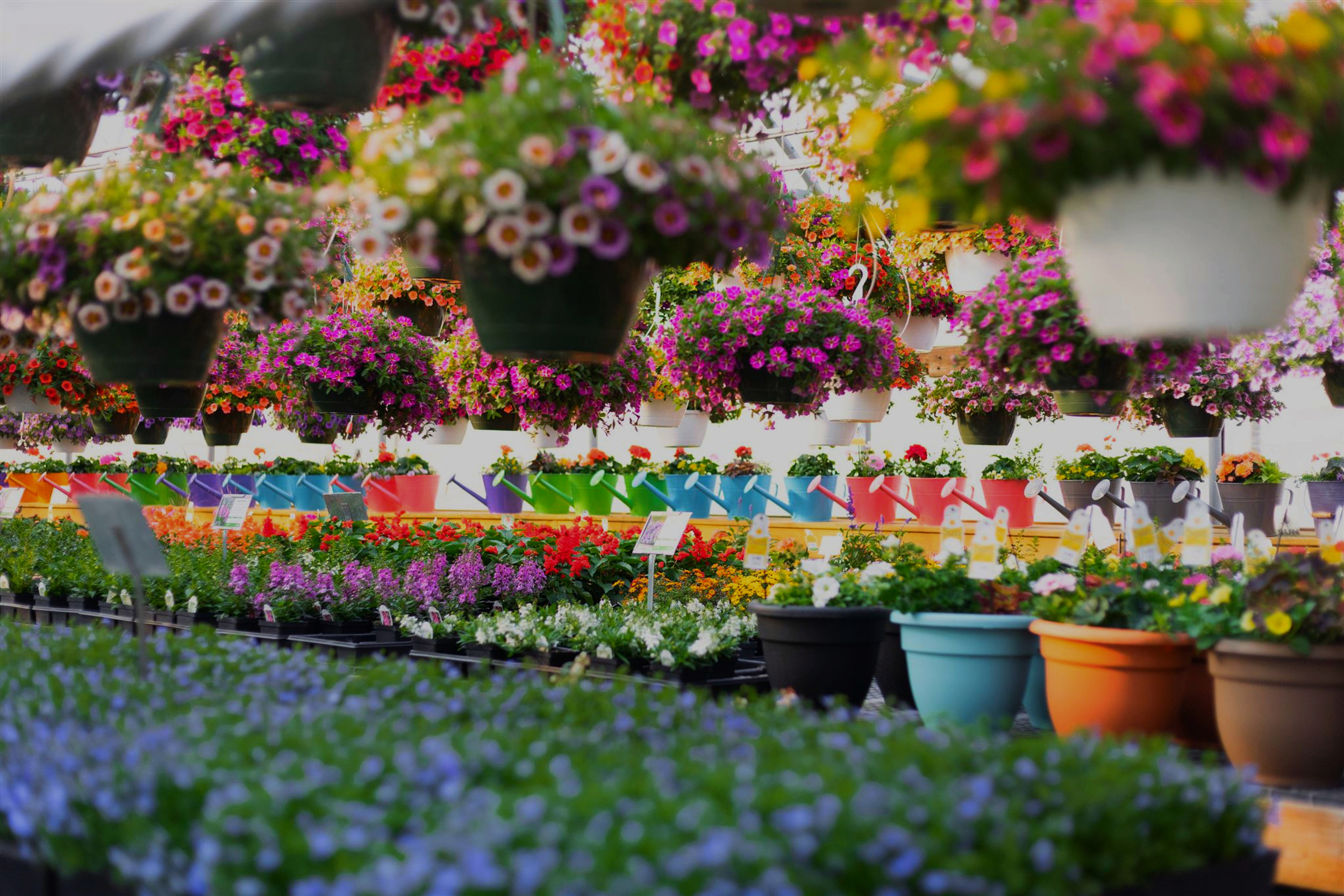 Arona Road Greenhouse in New Stanton, PA