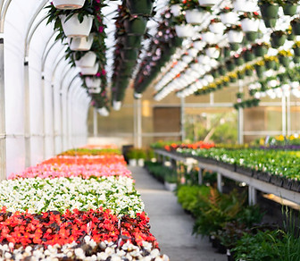 Arona Road Greenhouse in New Stanton, PA (5)