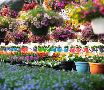 Arona Road Greenhouse in New Stanton, PA (6)